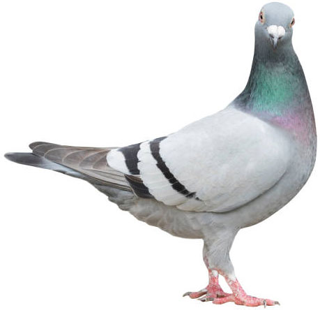 domestic-pigeon domestic pigeon