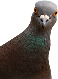 sticky-pigeon-left