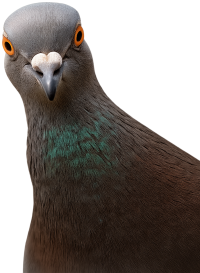 sticky-pigeon